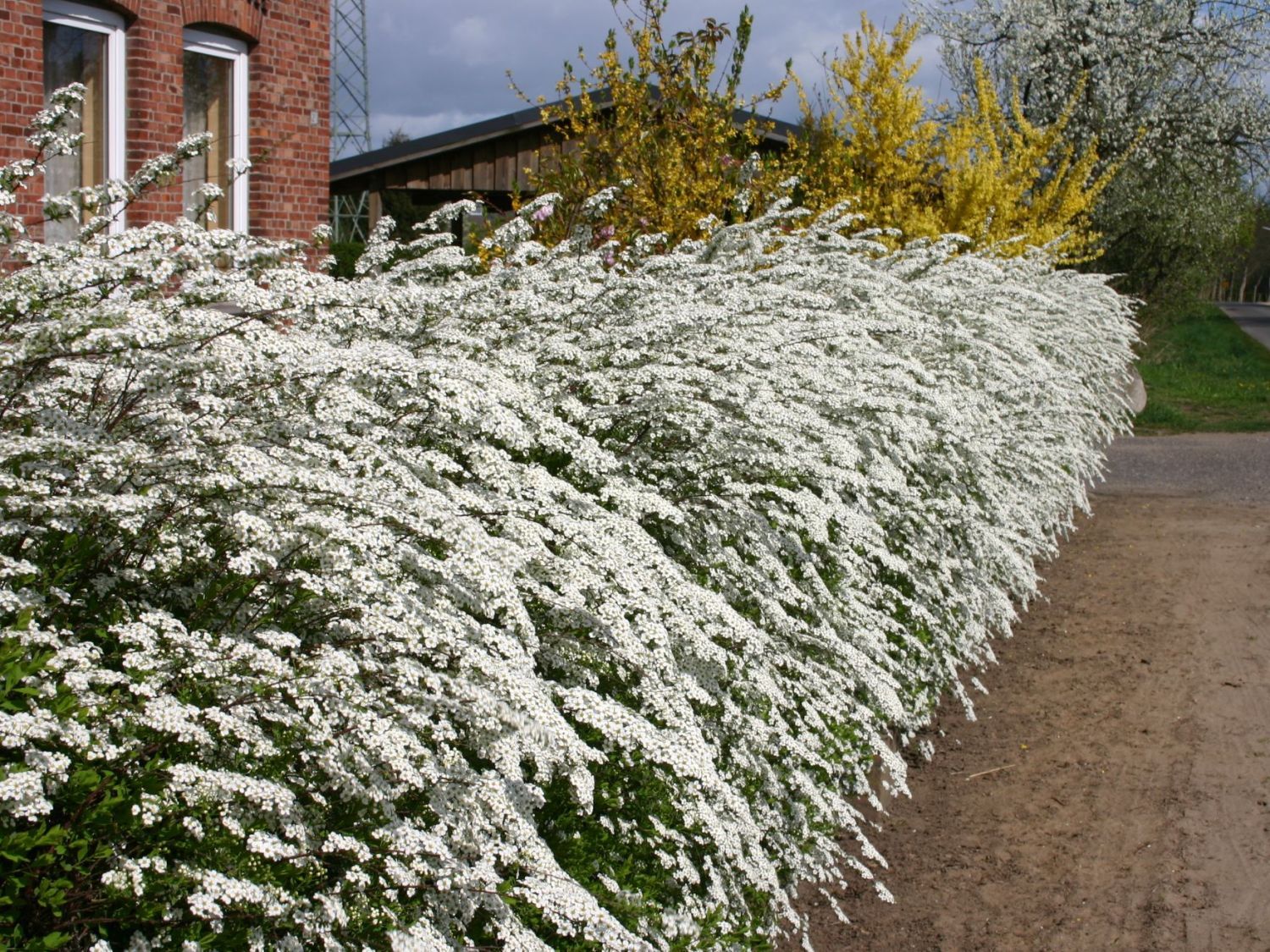 Spiraea cinerea 'Grefsheim'